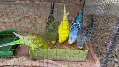 Parrots eating together 😍