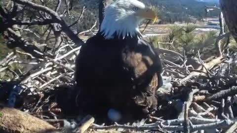 Baby Eagles