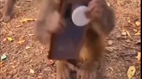 Funny_Monkey_comedy_Video_#viral(1080p)