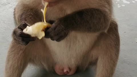 Monkey funny video big monkey eating banana🍌