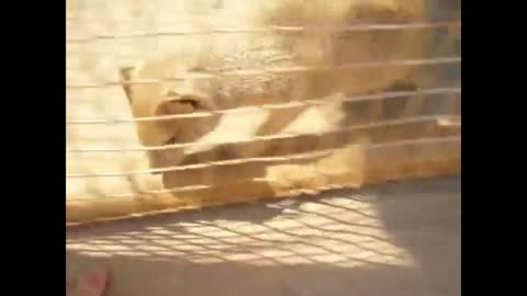 Rescued Yellow Mongoose plays like a house cat