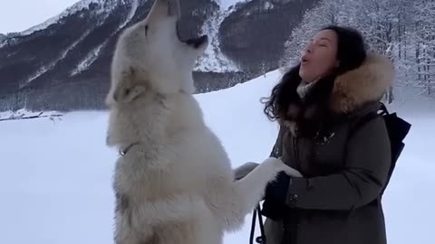 Howling with a Gigantic White Wolf