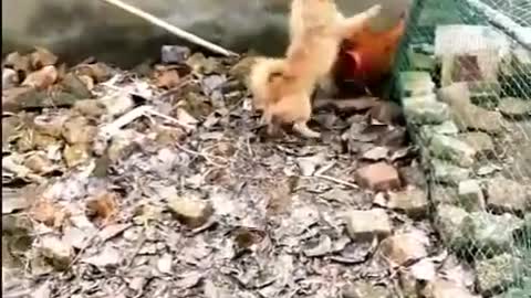 Chicken VS Dog Fight - Funny Dog Fight Videos