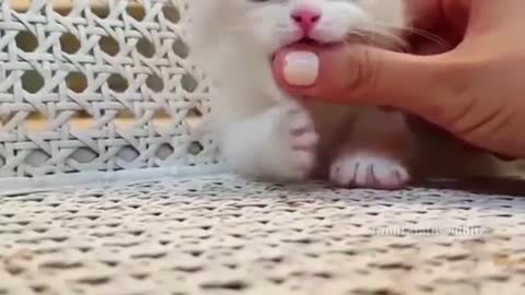 Cute cat whatsapp video😍