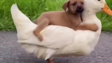 wow.. i am ready for travel | cute puppy and duck friendship