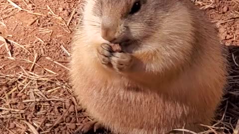 Chunky prairie dog