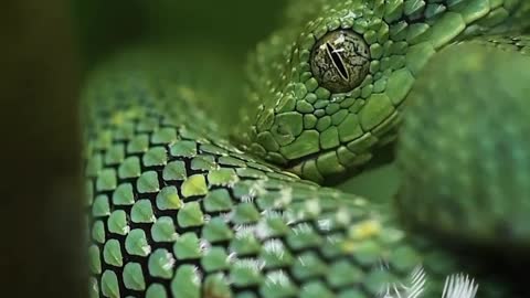 That's one way to drink water 🤔 green snake -wildlife creator