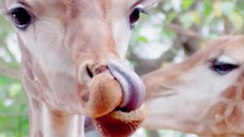 A deer can stick its tongue right up its nose. Its tongue is too long