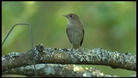 The singing nightingale