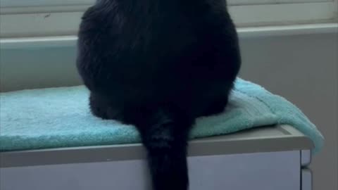 Cute Precious Piper Meditates in Her Spa- Adopting a Cat from a Shelter Vlog #shorts