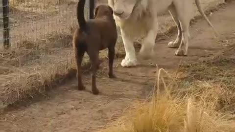 Lion asking dog forgiveness