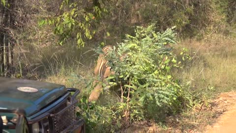 Taru Vs Shambhu Fight @tadoba (Maharashtra-India). #tigerfight