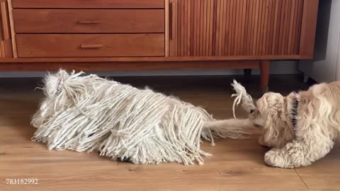 Funny DOGS Videos