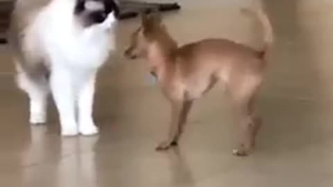 Funny Cats and Dogs 1