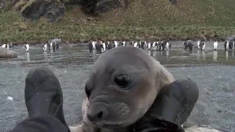 Cute Baby Seal Wants Attention