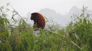 Crazy Female Fauna Howler Monkey Wild