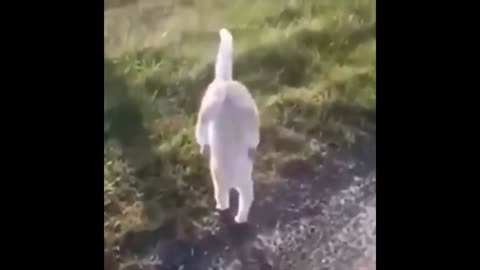 Funny cats Compilation 2021