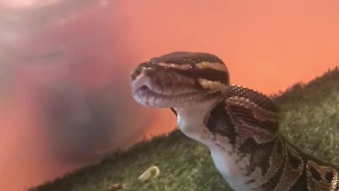 Snake eating a mouse