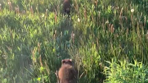 Walking with Rehabilitated Raccoons