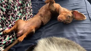 Arlequim Dachshund and a Cat