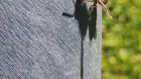 Stinging Wasp Gets Stuck