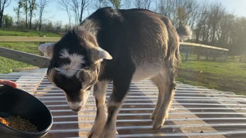 Baby Boy Goat Eating Grain 05.2022