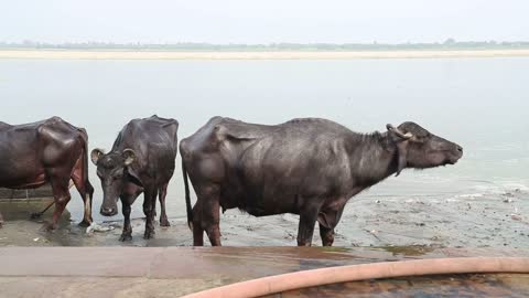 Cows at shore of Ganges river in Varanasi