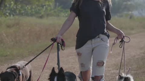 Massive Newfoundland Thinks He's A Tiny Lap Dog !