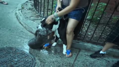 Pitbull attack Dogs - # Pittbull_Attack Dogs