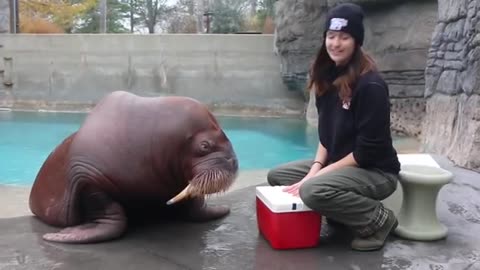 Training of Walrus