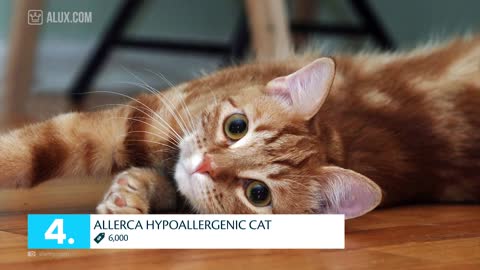 Top 10 Most Expensive Cat Breeds In The World