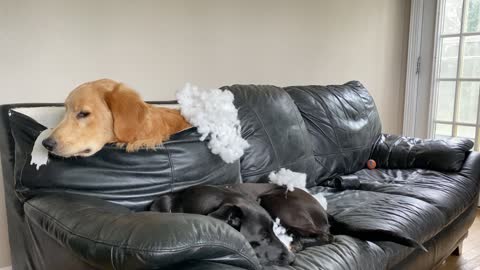 Retriever Ruins Sofa in Search of Ball