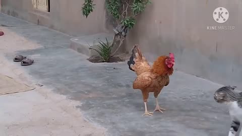 Rooster Vs Cat real fight