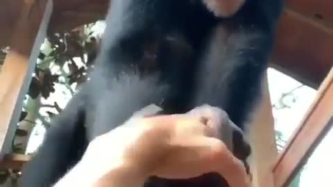 Monkey Bro Helps Out