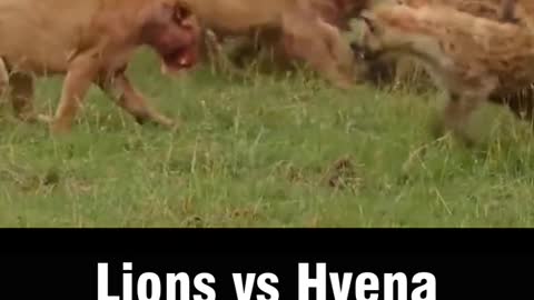 Hyena Vs Lions