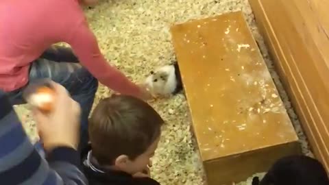 Сhildren play with rabbits