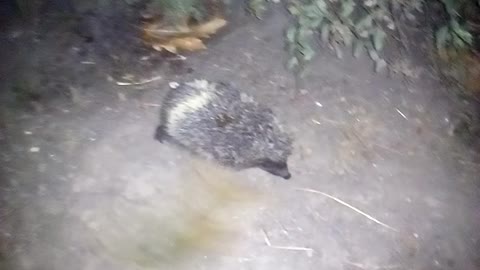 Young hedgehog curls up into a ball