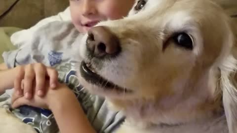 Golden Retriever selfishly barks for more attention