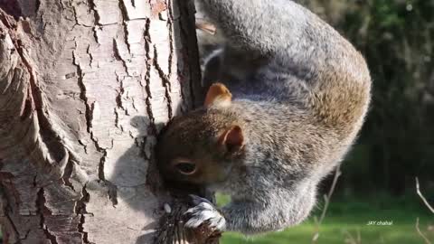 Wow Baby Squirrels Eating Nuts -