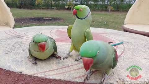 Talking Indian Ringneck Parrot Greeting Baby Parrot - Funny Dancing And Talking Parrot_p3