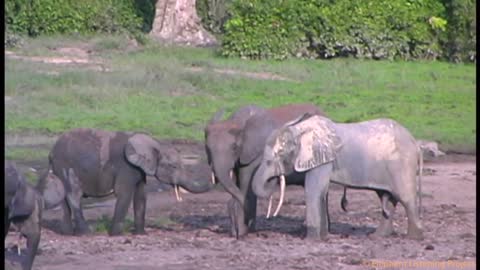 Welcoming a Newborn Elephant Calf ȵ