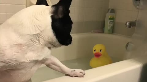 Funny Puppy Taking A Bath