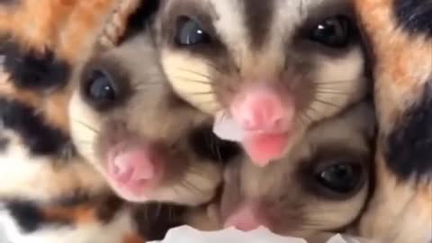 Cutest Baby Animals being cute Compilation