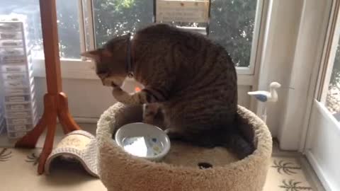 cat drinks