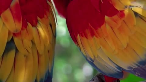 colorful macaws decorating the forest.