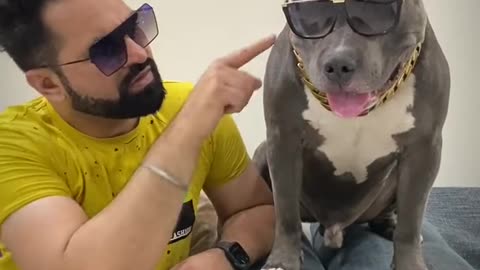 Pitbull Ko Aise hi Badnaam Kiya Hua hai 🤪 Funny Dog | Harpreet SDC