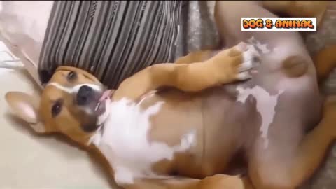 | 😂😂😂Dog sleeping in Funny way | cute puppy | cute dog | funny dog |