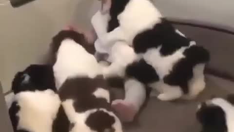 VIEW CRAZY PUPPIES WITH BABY.