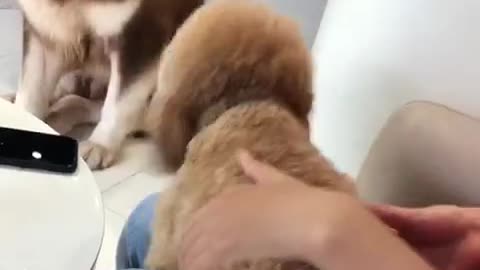 Small dogs challenge big dogs