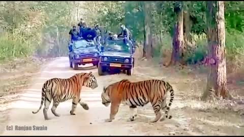 Tiger fight in Kanha,